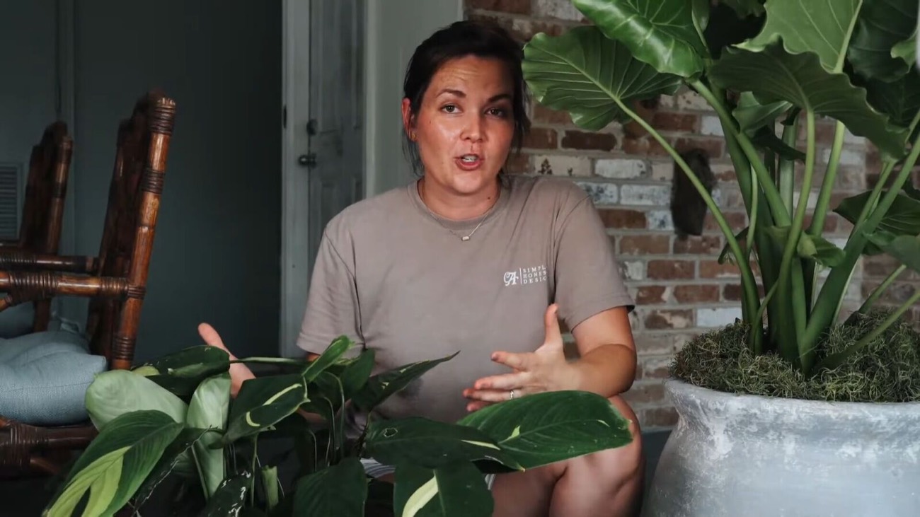 How to Find Better-Value Houseplants in the Outdoor Section
